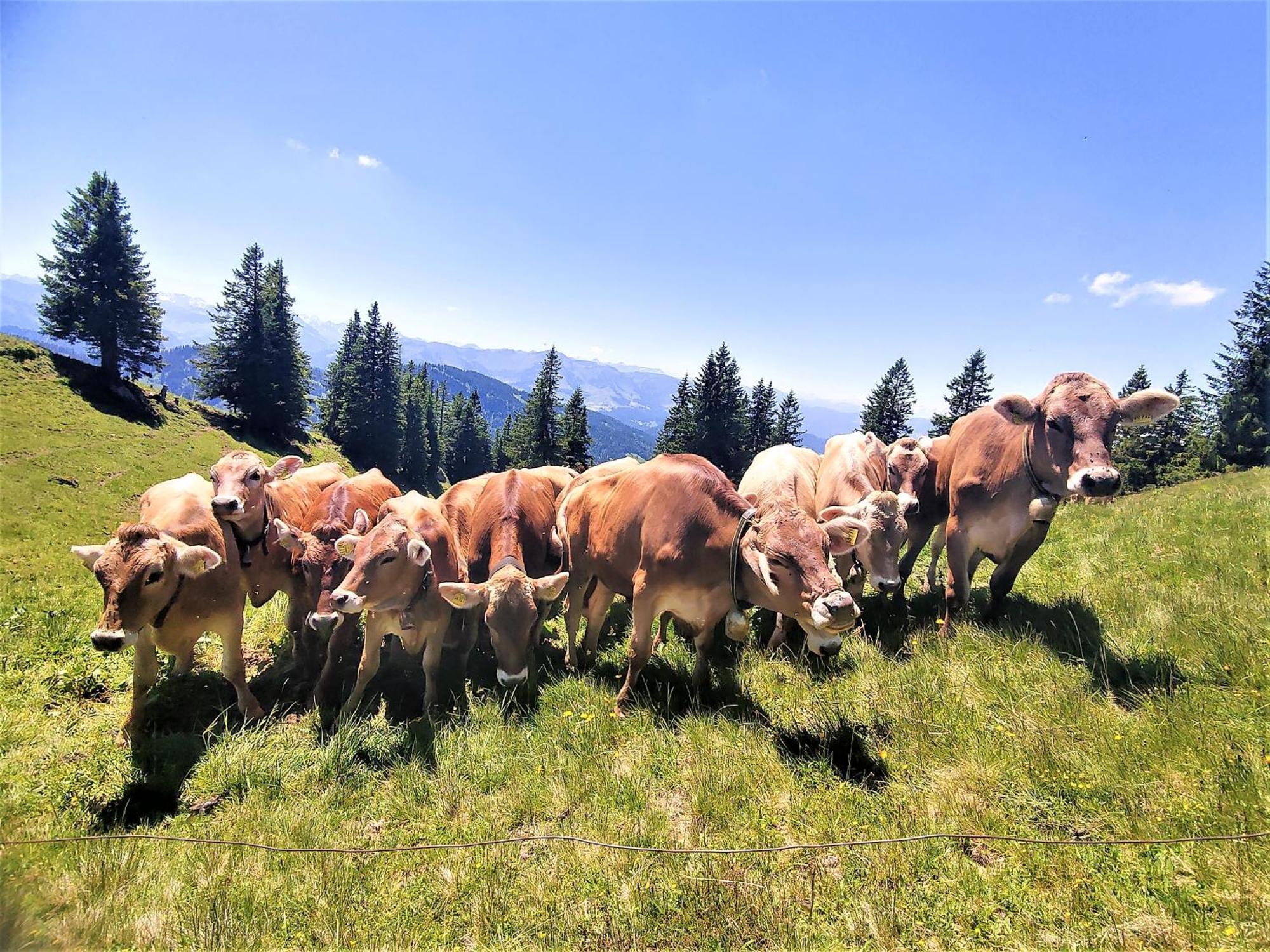 Apartmán Landhaus Am Schindelberglift Oberstaufen Exteriér fotografie